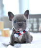 Additional photos: kc registered french bulldogs