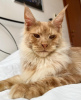 Additional photos: Maine coon