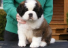 Photo №1. st. bernard - for sale in the city of Irvine | Is free | Announcement № 124119