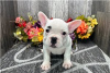 Photo №4. I will sell french bulldog in the city of Coromandel. private announcement - price - negotiated