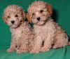 Photo №4. I will sell maltipu in the city of Minsk. private announcement, from nursery, breeder - price - negotiated