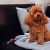 Photo №1. poodle (dwarf) - for sale in the city of Werbass | negotiated | Announcement № 117996