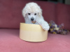 Additional photos: toy poodle puppies