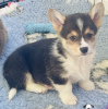 Additional photos: Pembroke Welsh Corgi Puppies