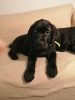 Photo №2 to announcement № 36506 for the sale of labrador retriever - buy in Germany private announcement