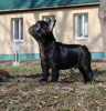 Photo №3. French Bulldog. The best puppies.. Belarus