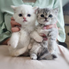 Photo №1. scottish fold - for sale in the city of Helsinki | negotiated | Announcement № 99588