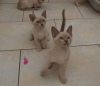 Photo №1. burmese cat - for sale in the city of Сан - Анджело | 450$ | Announcement № 121263