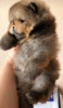 Photo №3. Perfect Pomeranian, puppies. Serbia