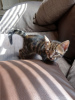 Additional photos: Bengal Cats kittens available for Adoption