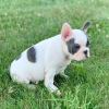 Photo №4. I will sell french bulldog in the city of Leipzig. private announcement - price - 260$