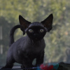 Photo №4. I will sell devon rex in the city of Berlin. private announcement, breeder - price - 402$