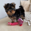 Photo №4. I will sell yorkshire terrier in the city of London. private announcement - price - 317$