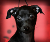 Photo №4. I will sell italian greyhound in the city of Volgograd. breeder - price - negotiated