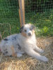 Photo №1. australian shepherd - for sale in the city of St. Petersburg | negotiated | Announcement № 69331