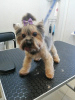 Photo №1. Service of the groomer in the city of Minsk. Price - negotiated. Announcement № 10751