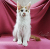 Photo №2 to announcement № 7490 for the sale of maine coon - buy in Russian Federation from nursery, breeder