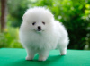 Photo №4. I will sell pomeranian in the city of Nürnberger Land. private announcement - price - 370$