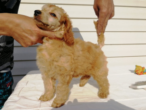 Photo №2 to announcement № 2410 for the sale of poodle (royal) - buy in Russian Federation breeder