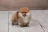 Photo №2 to announcement № 73752 for the sale of pomeranian - buy in Serbia breeder