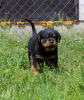 Photo №1. rottweiler - for sale in the city of Калинковичи | 1057$ | Announcement № 51862