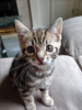 Photo №1. bengal cat - for sale in the city of Ysselsteyn | 370$ | Announcement № 115067