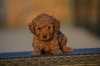 Additional photos: Mini Poodle, apricot color