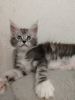 Photo №1. maine coon - for sale in the city of Los Angeles | 1500$ | Announcement № 36943