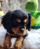 Photo №3. Cavalier King Charles puppies. Lithuania