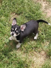 Additional photos: chihuahua with FCI pedigree