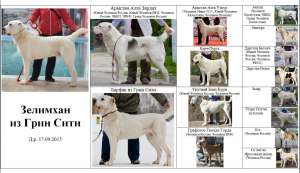 Photo №2 to announcement № 4254 for the sale of central asian shepherd dog - buy in Russian Federation private announcement