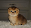 Photo №1. scottish fold - for sale in the city of Minsk | 101$ | Announcement № 10809