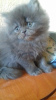 Photo №2 to announcement № 20239 for the sale of persian cat - buy in Spain private announcement
