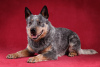 Photo №1. australian cattle dog - for sale in the city of Minsk | negotiated | Announcement № 110246