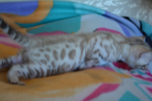 Additional photos: Bengal cat