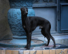 Photo №2. Mating service italian greyhound. Price - negotiated