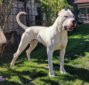 Photo №2 to announcement № 120097 for the sale of dogo argentino - buy in Serbia private announcement