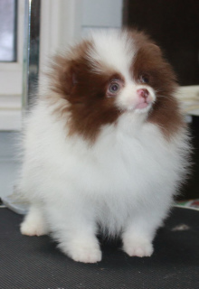 Photo №4. I will sell german spitz in the city of Zlatoust. from nursery - price - Negotiated