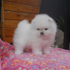 Photo №2 to announcement № 118241 for the sale of pomeranian - buy in Germany private announcement