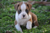 Photo №1. boxer - for sale in the city of Santa Monica | Is free | Announcement № 124122