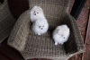 Photo №3. Cute Pomeranian puppies for free adoption. Germany