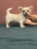 Photo №2 to announcement № 76099 for the sale of chihuahua - buy in Belarus private announcement