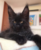 Photo №1. maine coon - for sale in the city of Berlin | 845$ | Announcement № 105631