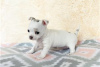 Photo №1. non-pedigree dogs - for sale in the city of Bamberg | Is free | Announcement № 116457