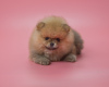 Photo №2 to announcement № 78168 for the sale of pomeranian - buy in Germany breeder