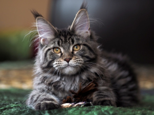Photo №2 to announcement № 717 for the sale of maine coon - buy in Azerbaijan from nursery