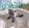 Additional photos: Purebred British kittens