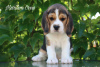 Photo №1. beagle - for sale in the city of Riyadh | 500$ | Announcement № 105174