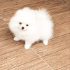 Photo №4. I will sell pomeranian in the city of Saarbrücken. private announcement - price - 380$