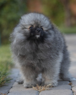 Photo №4. I will sell pomeranian in the city of Rostov-on-Don. from nursery, breeder - price - 532$